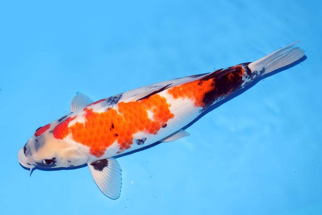 345043 54cm大日昭和母鱼C6c1300 IMG_28701.JPG