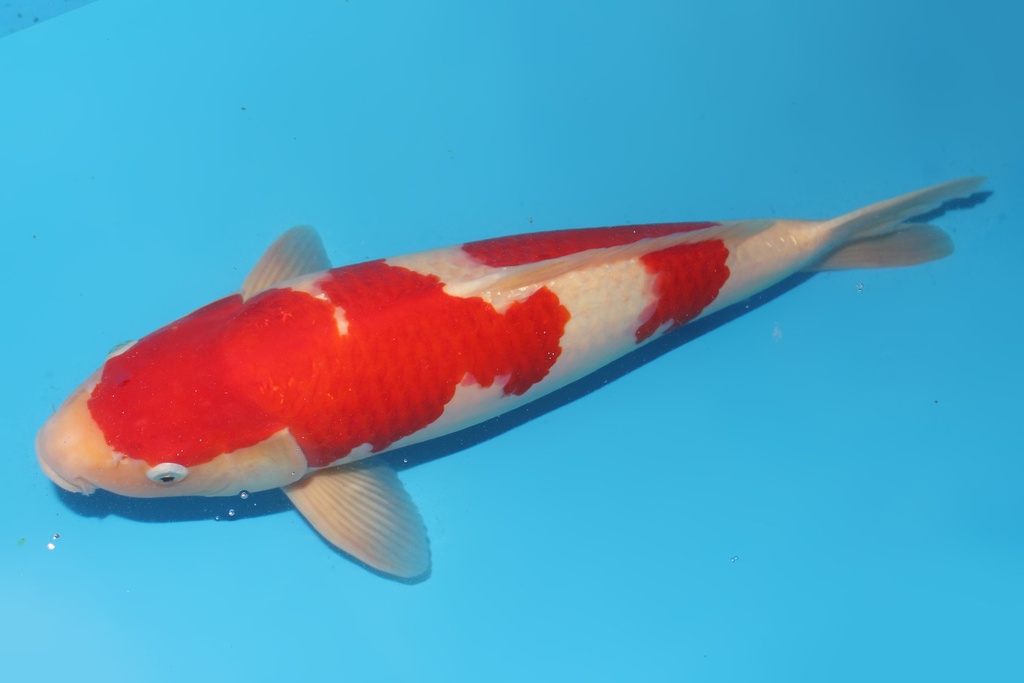 345045 51cm 带星阪井红白三才公鱼A9c2000 枫树 IMG_6210.JPG