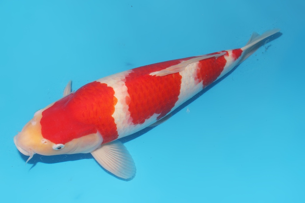 345047 50cm 带星阪井红白三才公鱼A9c2000 简单爱3 IMG_6197.JPG