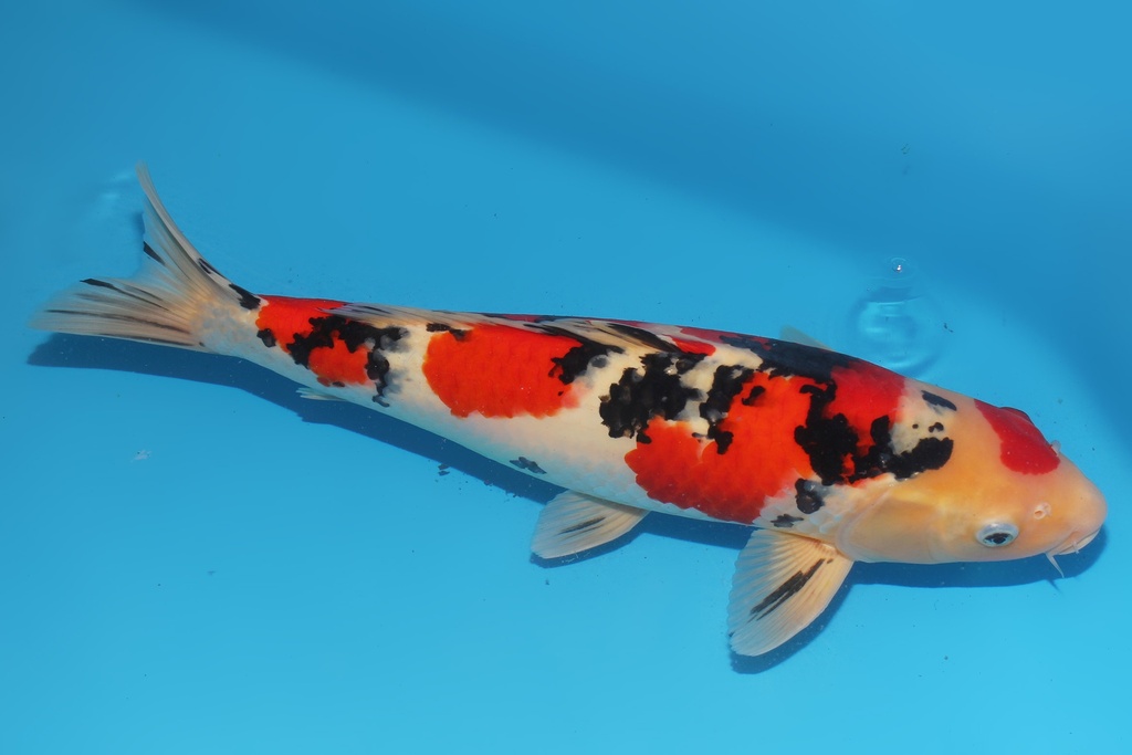 345048 48cm 带星阪井大正三才公鱼A9c2100 IMG_6192.JPG