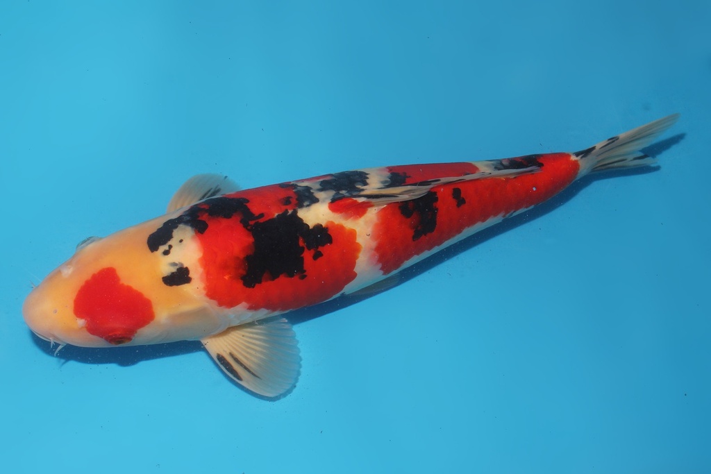 345048 48cm 带星阪井大正三才公鱼A9c2100 IMG_6188.JPG