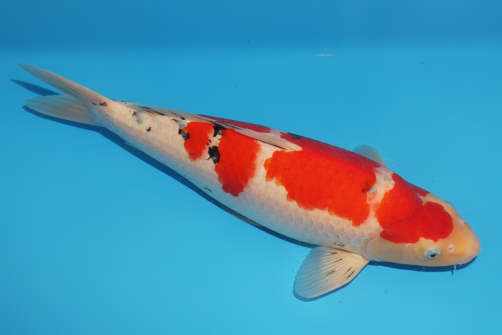 345052 50cm桃太郎大二才公鱼A6c500 IMG_6160.JPG