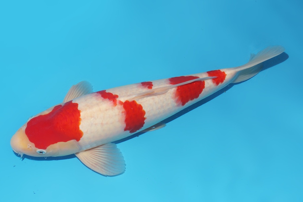 345054 带星49cm桃太郎红白二才公鱼A6c500 IMG_6126.JPG