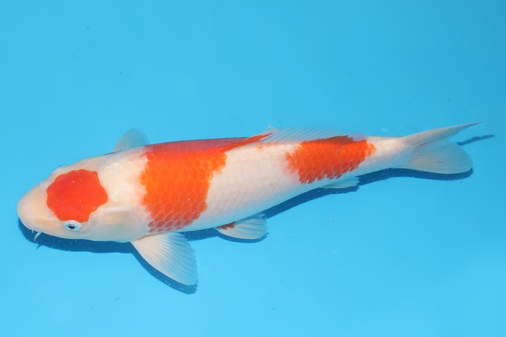 345057 43cm桃太郎红白二才母鱼A8c1000 IMG_6520.JPG