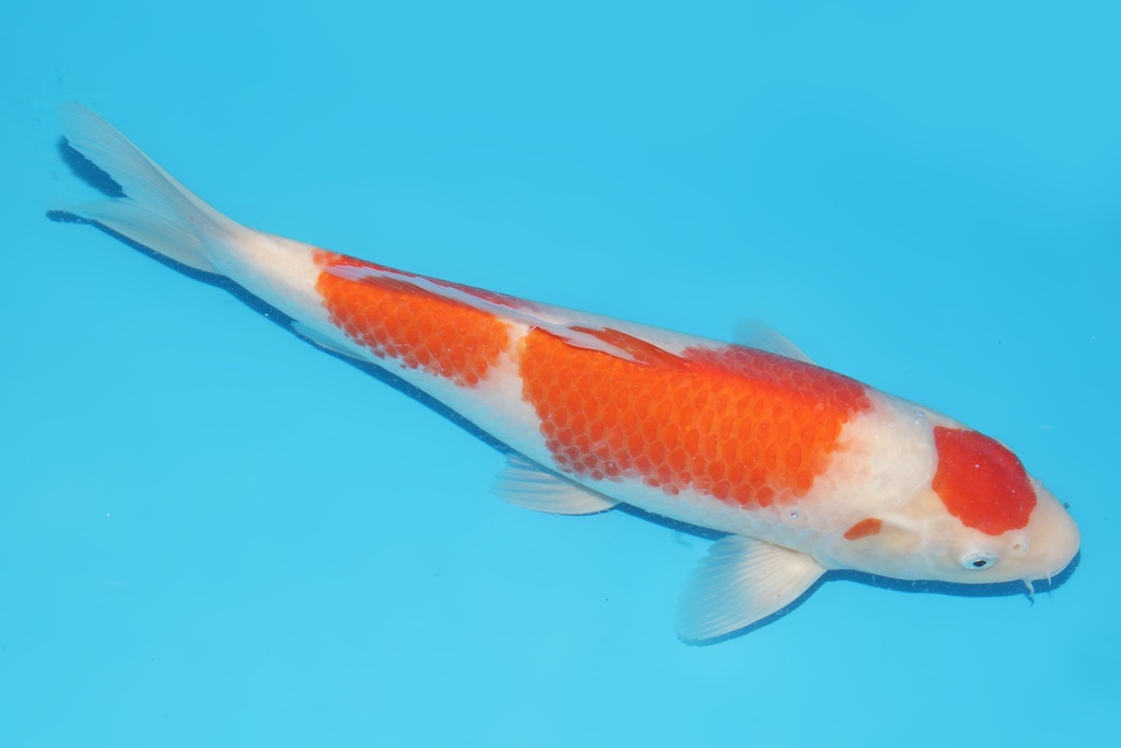 345057 41cm桃太郎大正二才母鱼A8c1000 23.12AC#122 菠萝皇后  IMG_6517.JPG