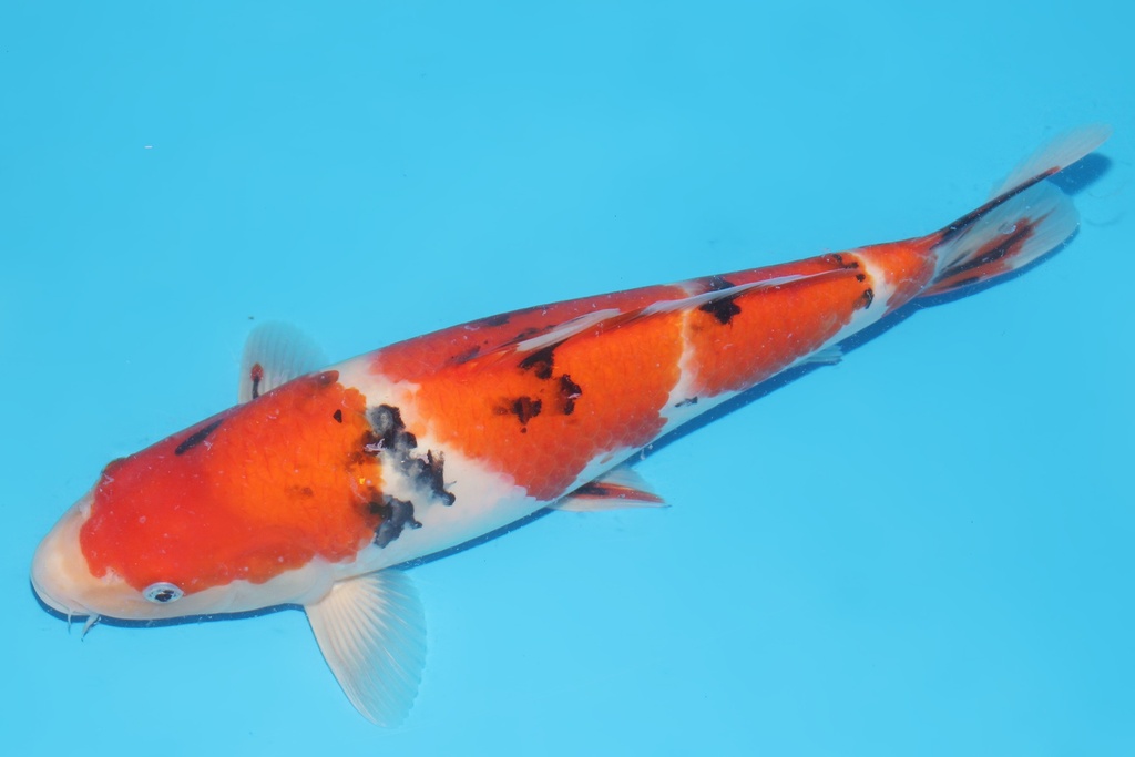 345058 37cm桃太郎大正二才母鱼A8c1000 2023.12AC#106 菠萝皇后IMG_6486.JPG