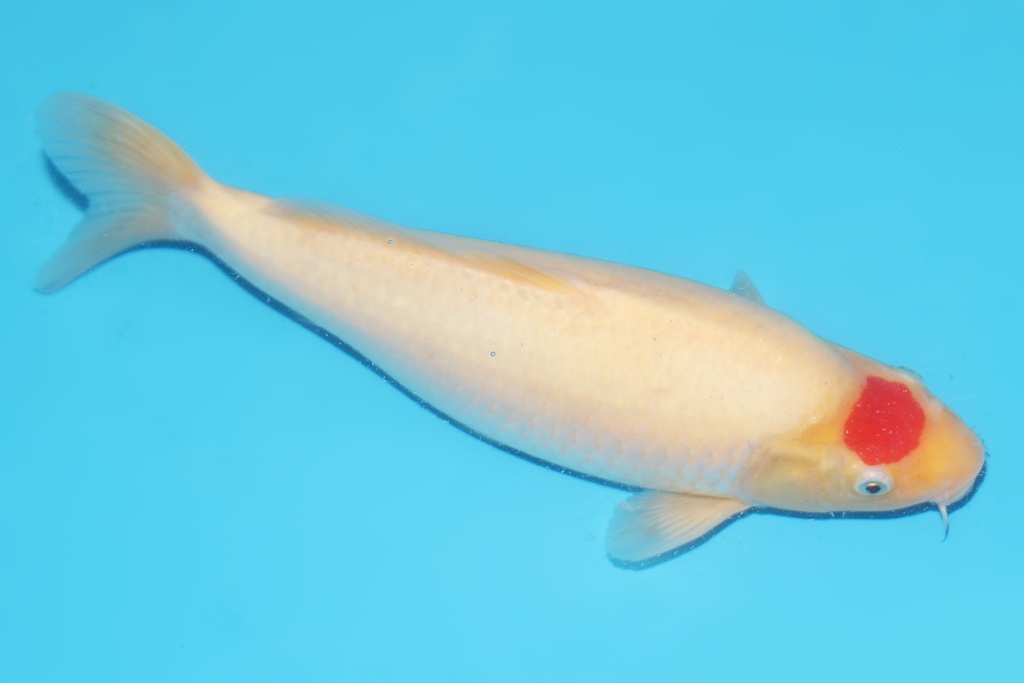 345061 33cm桃太郎丹顶二才母鱼A8c1000 IMG_6534.JPG