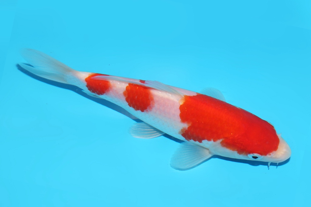 345062 16cm桃太郎红白当才母鱼公母不明M2c750 IMG_7179.JPG