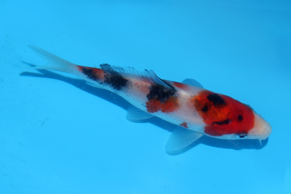 345064 12cm阪井大正当才公母不明中2c220 IMG_7082.JPG