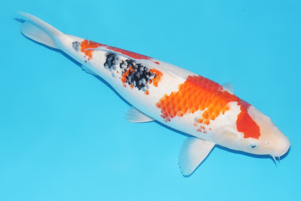 345066 51cm桃太郎大正二才母鱼A8c1000 IMG_6415 IMG_6426.JPG