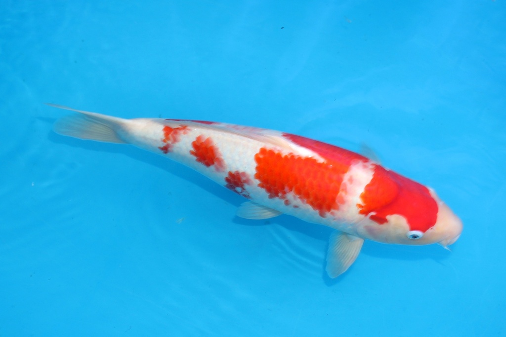 345067 51cm阪井红白三才母鱼D3c2700 爱的狂风2 IMG_5203.JPG