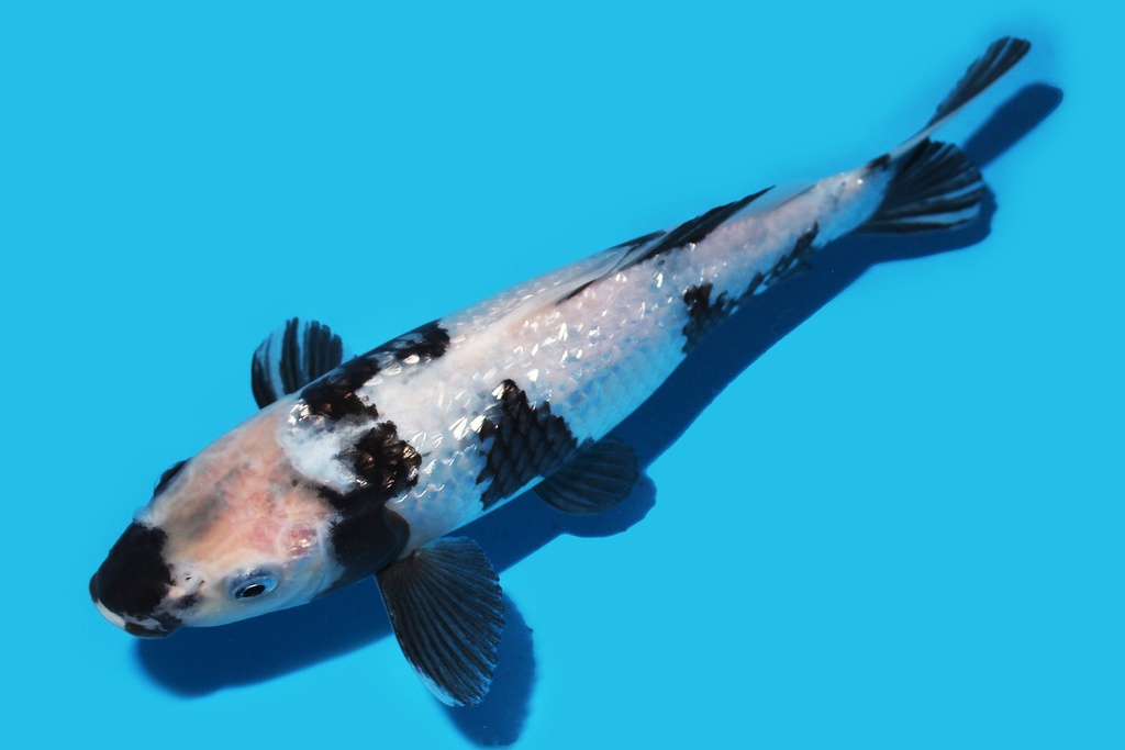 345072 345072 27cm尾形G白写当才母鱼P4c300 IMG_6594.JPG