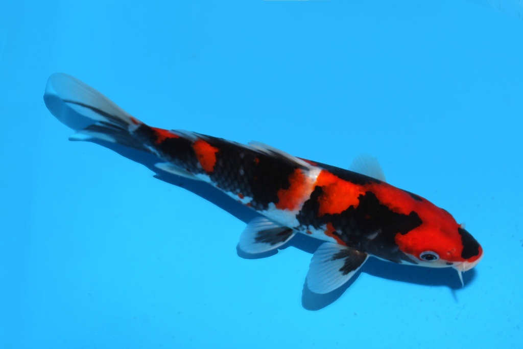 345073 25cm谷口昭和当才公母不明P10c300 IMG_6817.JPG