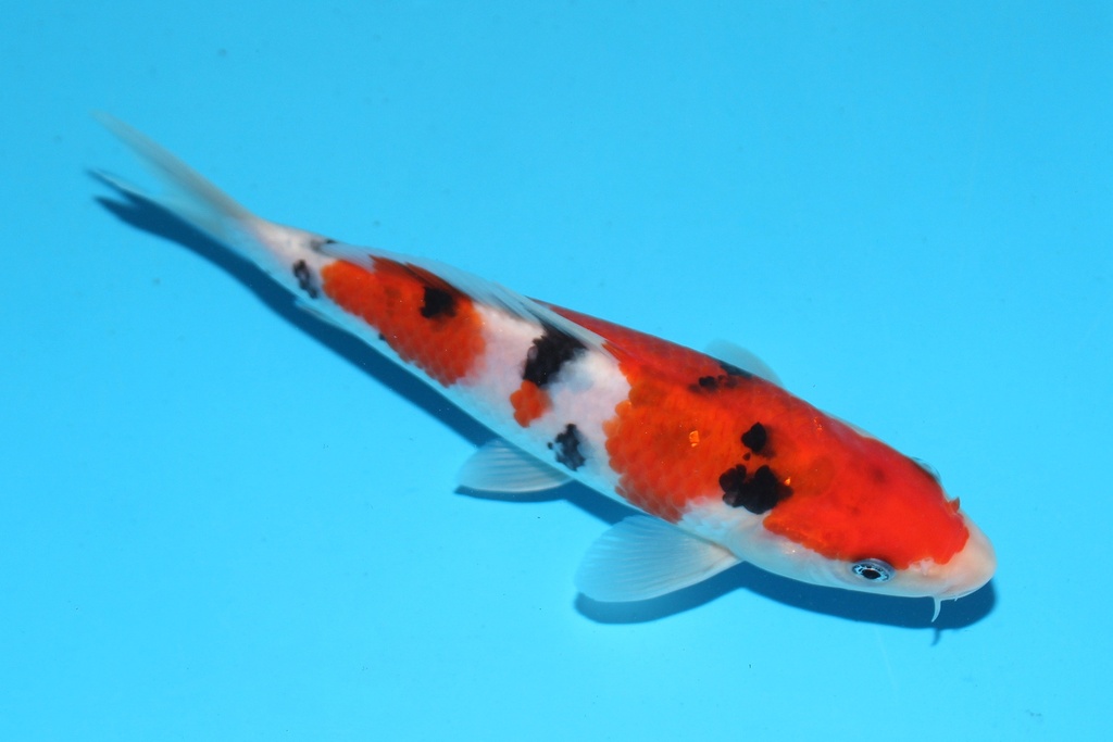 345083 18cm谷口大正当才公母不明M8c400 IMG_7118.JPG