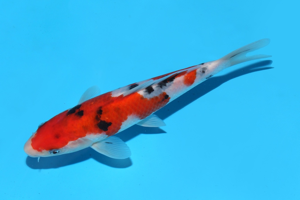 345083 18cm谷口大正当才公母不明M8c400 IMG_7115.JPG