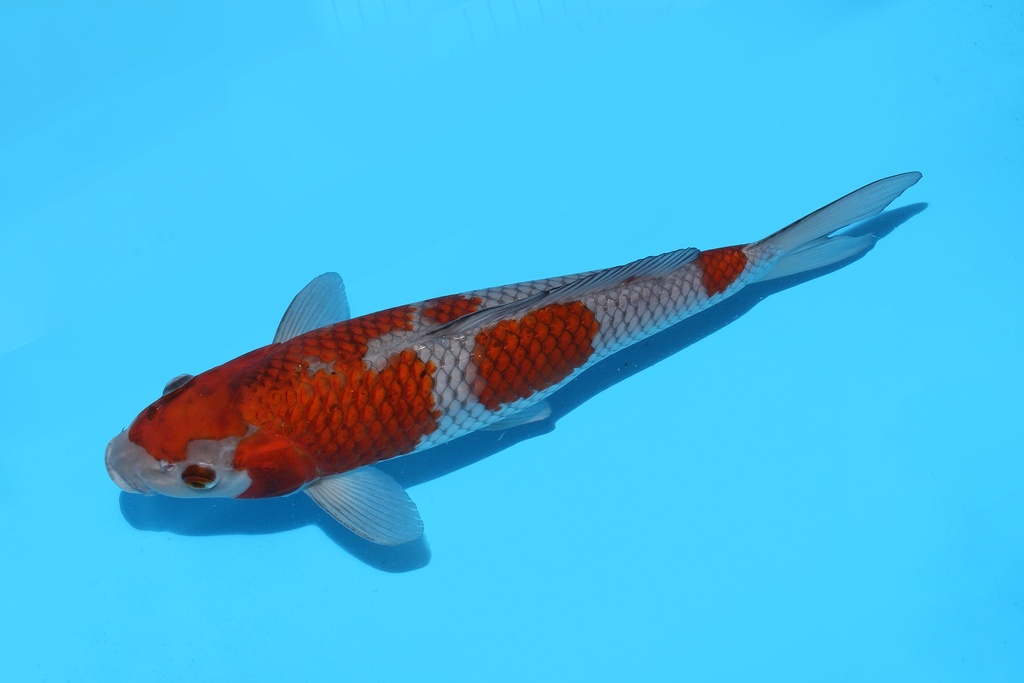 345085 32cm清十郎落叶二才母鱼S12下c100  IMG_6997.JPG