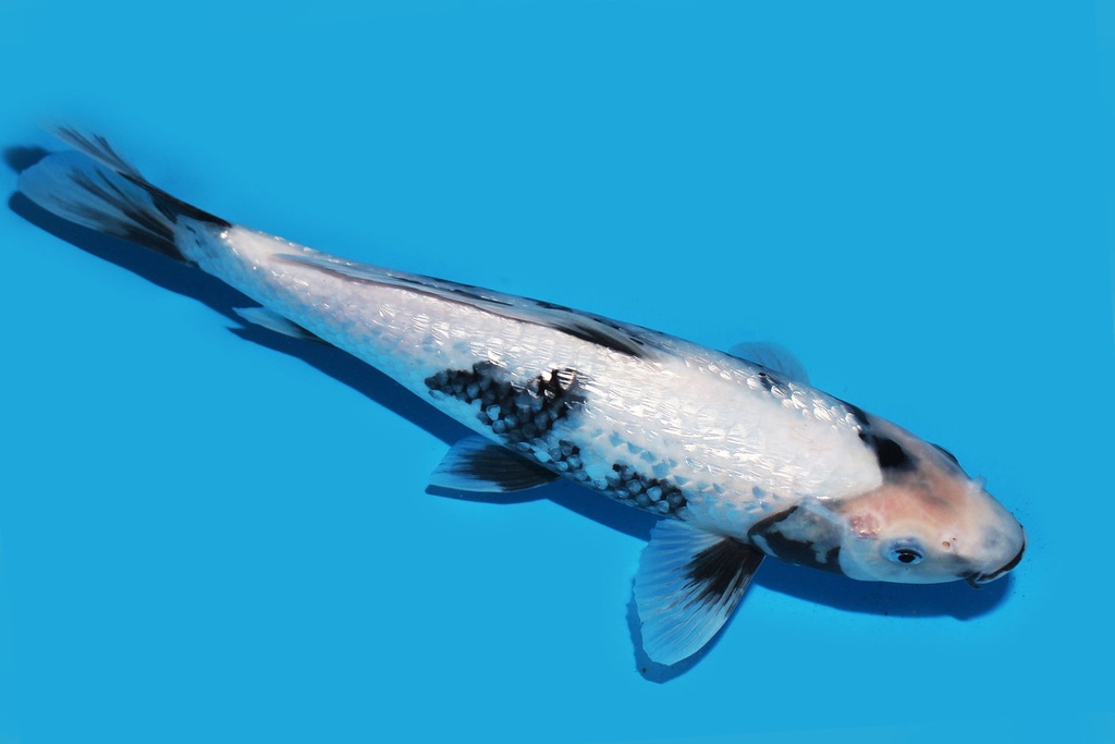 345084 33cm尾形G白写当才母鱼P4c300 IMG_6610.JPG