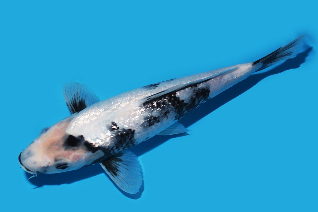 345084 33cm尾形G白写当才母鱼P4c300 IMG_6602.JPG