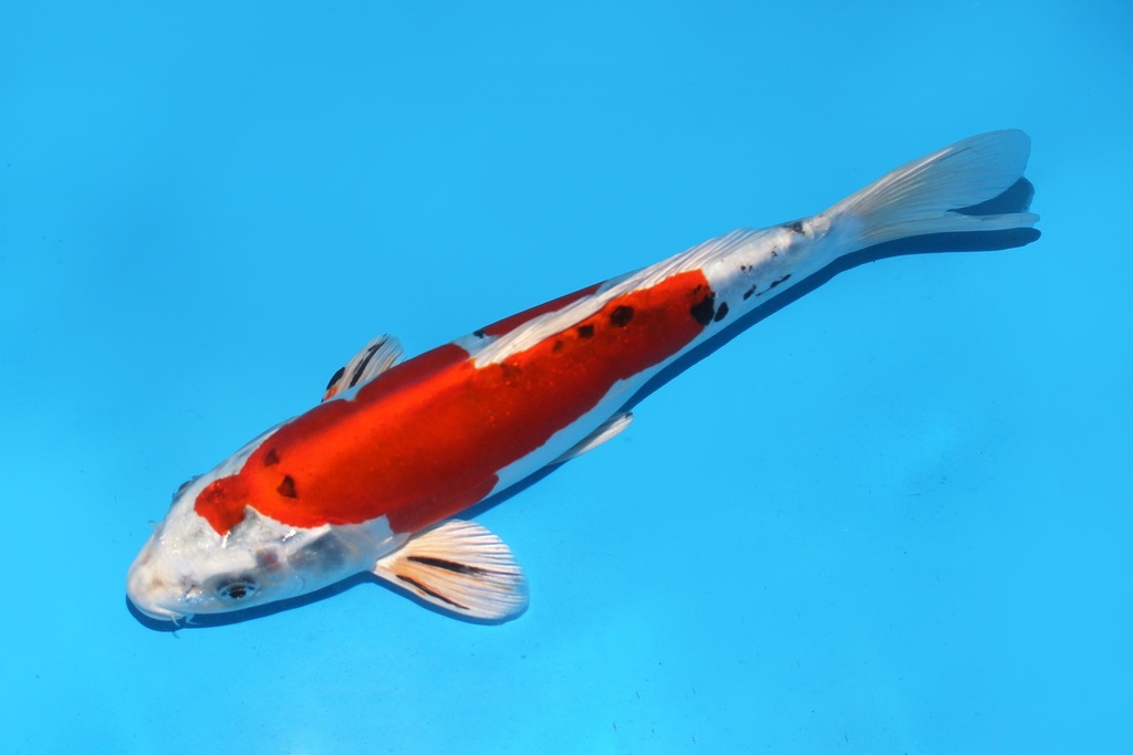 345086 28cm尾形大和锦当才母鱼P12c210 IMG_6842.JPG