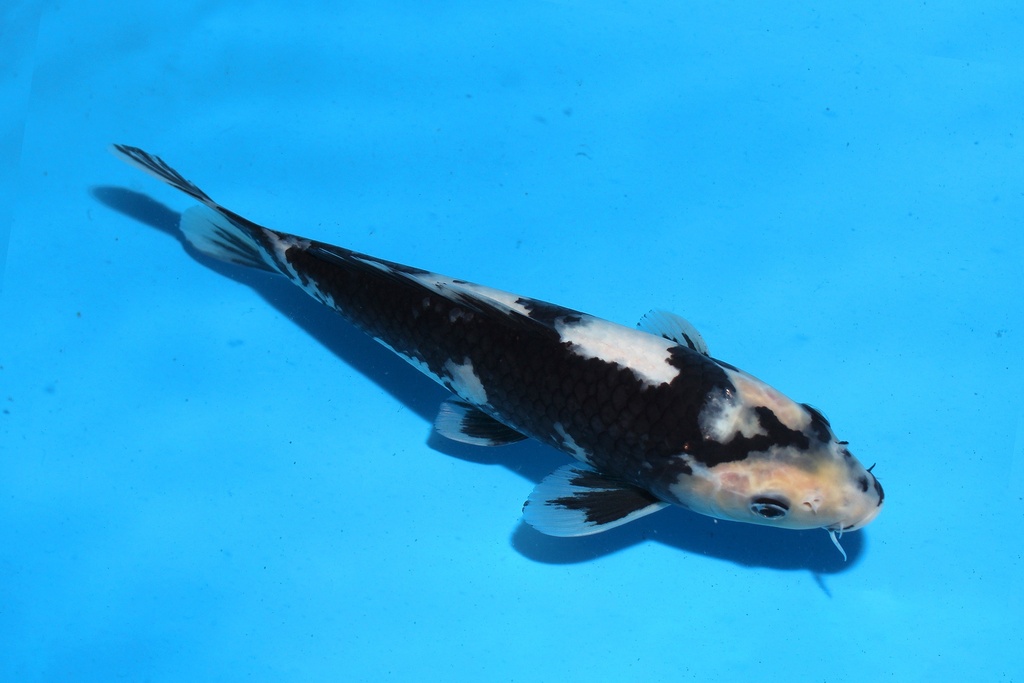 345087 26cm尾形白写当才母鱼P12c210 IMG_6884.JPG