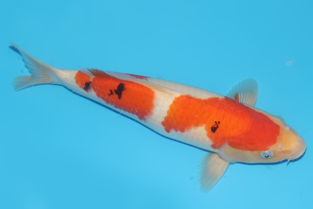 345060 35cm桃太郎大正二才母鱼A8c1000 23.12AC#115 菠萝皇后 IMG_6502a.JPG