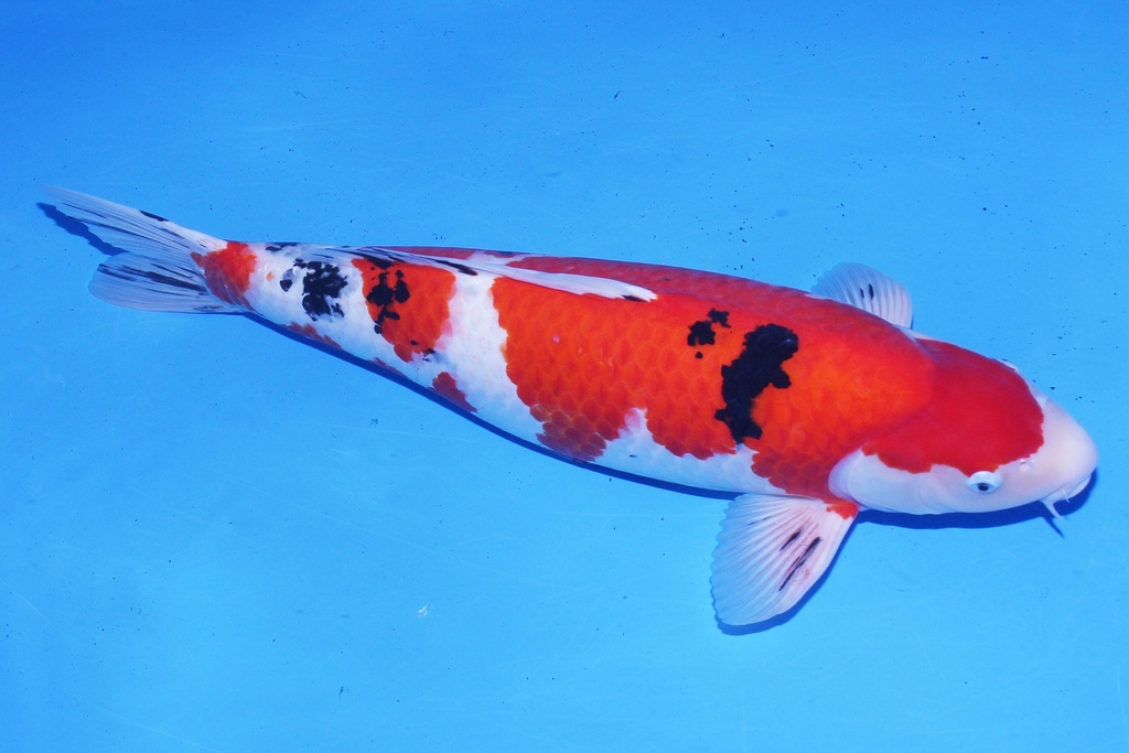 345029 尾形产 大正 三才 66cm 雌性-1.JPG