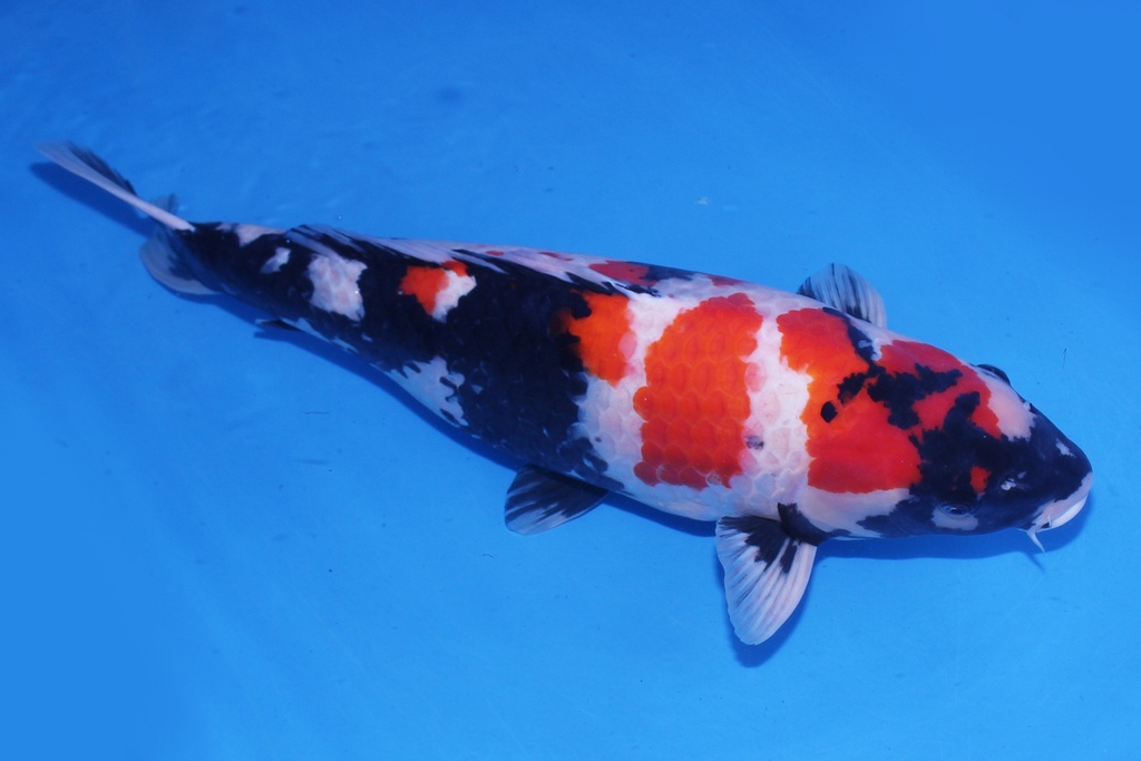 345002 大日产 昭和 三才 66cm 雌性-1.JPG