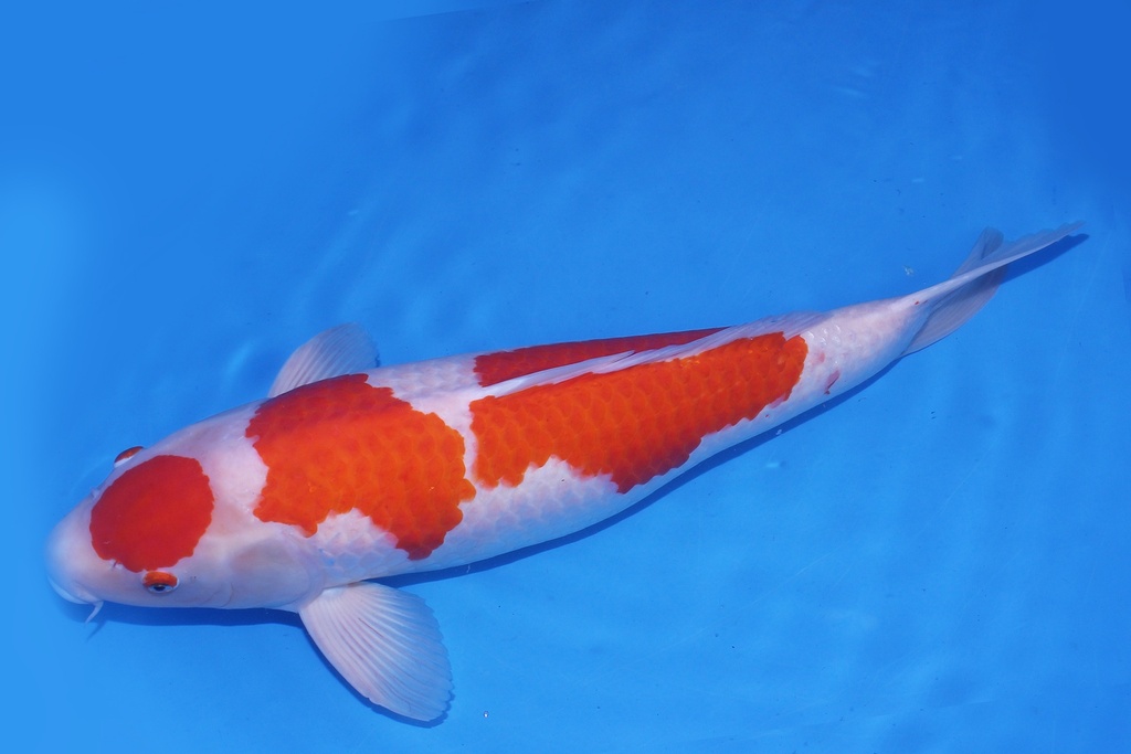 345001 桃太郎产 红白 四才 70cm 雌性.JPG-2.JPG