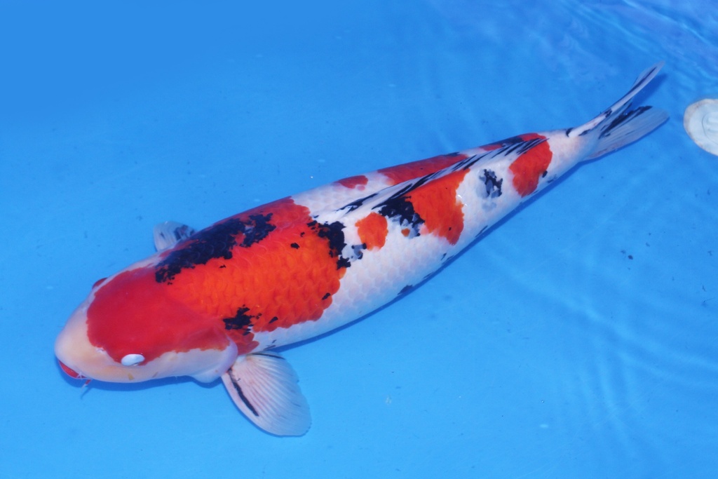 345004 尾形产 大正 三才 65cm 雌性-1.JPG