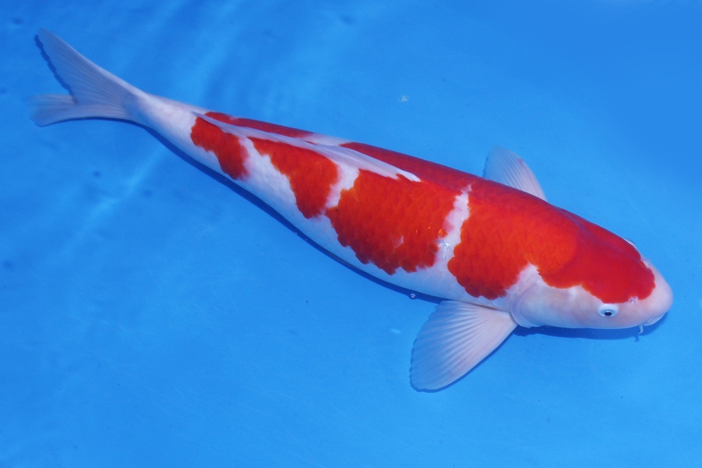 345031 桃太郎产 三才 63cm 雌性-1.JPG