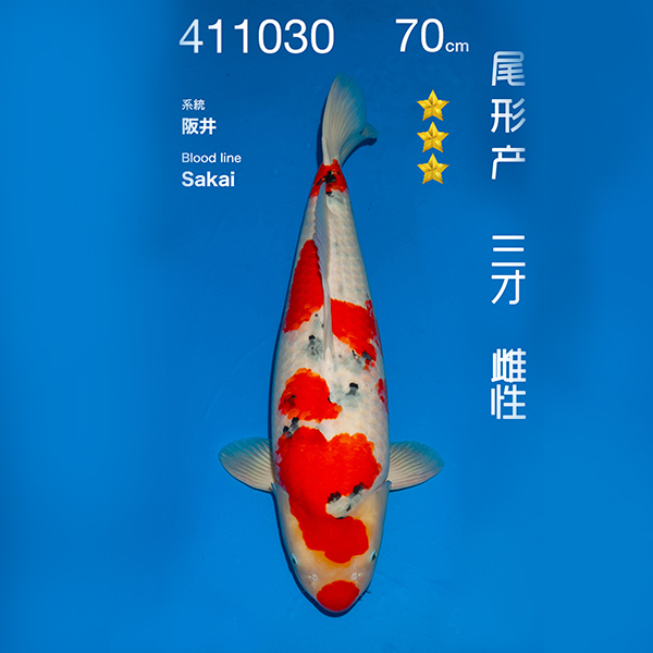 NO.030-24年11月尾形现场拍卖会 –大正  雌性 （ 回国运费实报实销）.jpg