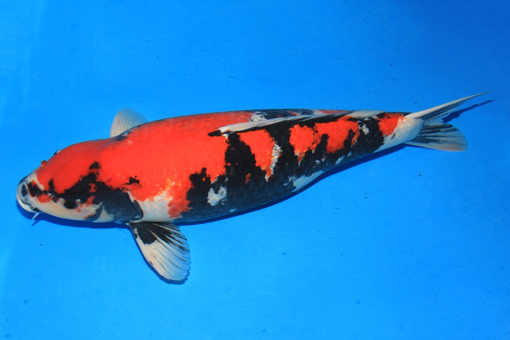 346005 77cm 尾形产 四才 雌性 C4500 H8-1.JPG