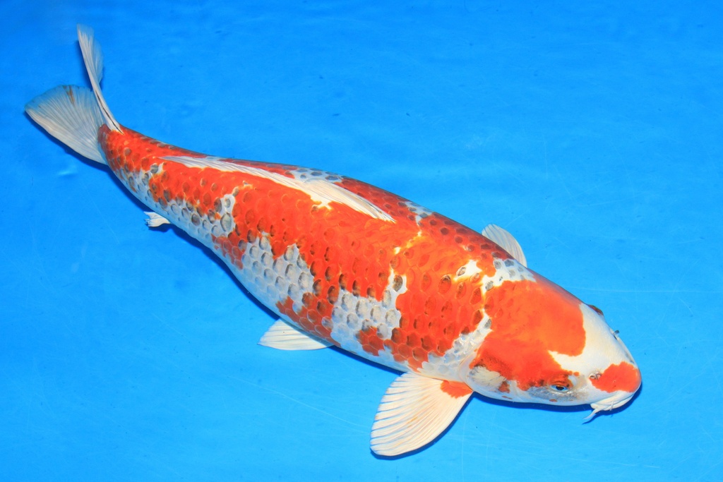 346006 72cm 桃太郎产 四才 雌性 C5500 H8-a.JPG