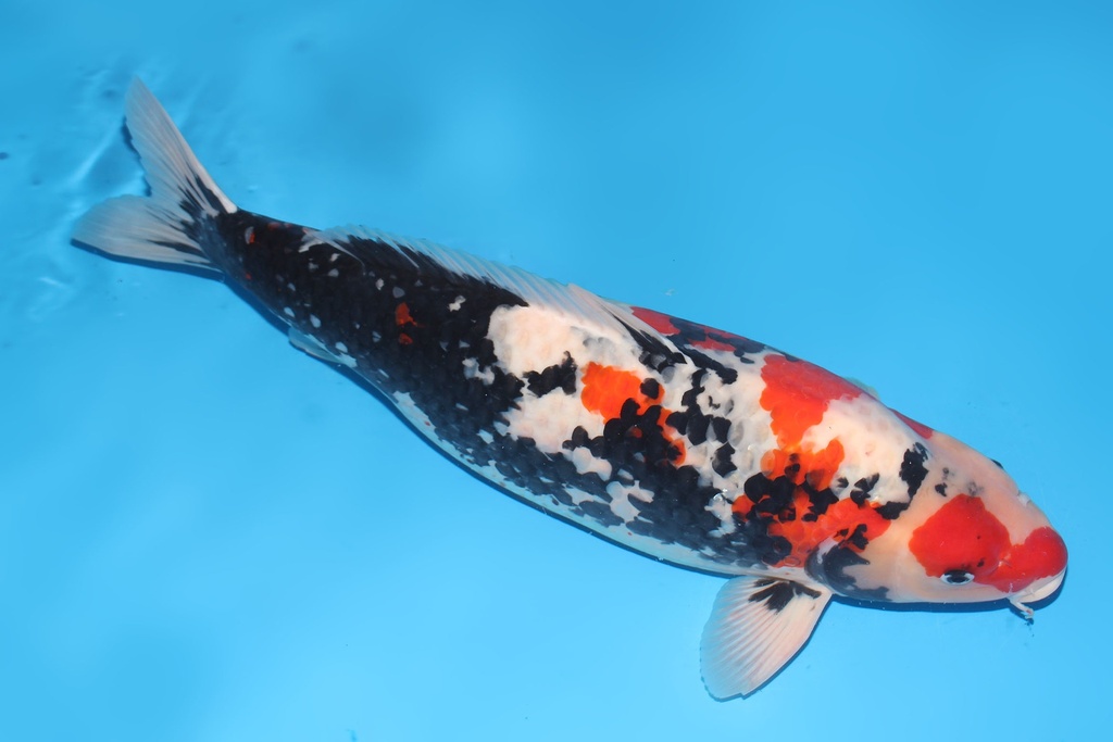 346007 69cm尾形昭和三才母鱼G6c5500 23.11尾形即卖会 IMG_5204-2.JPG