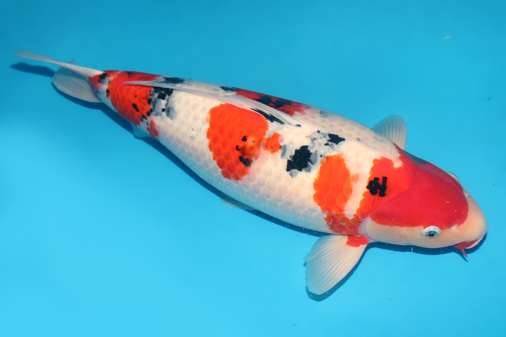 346009 60cm尾形大正三才母鱼G6c5000 23.11尾形即卖会 IMG_5734 -a.JPG