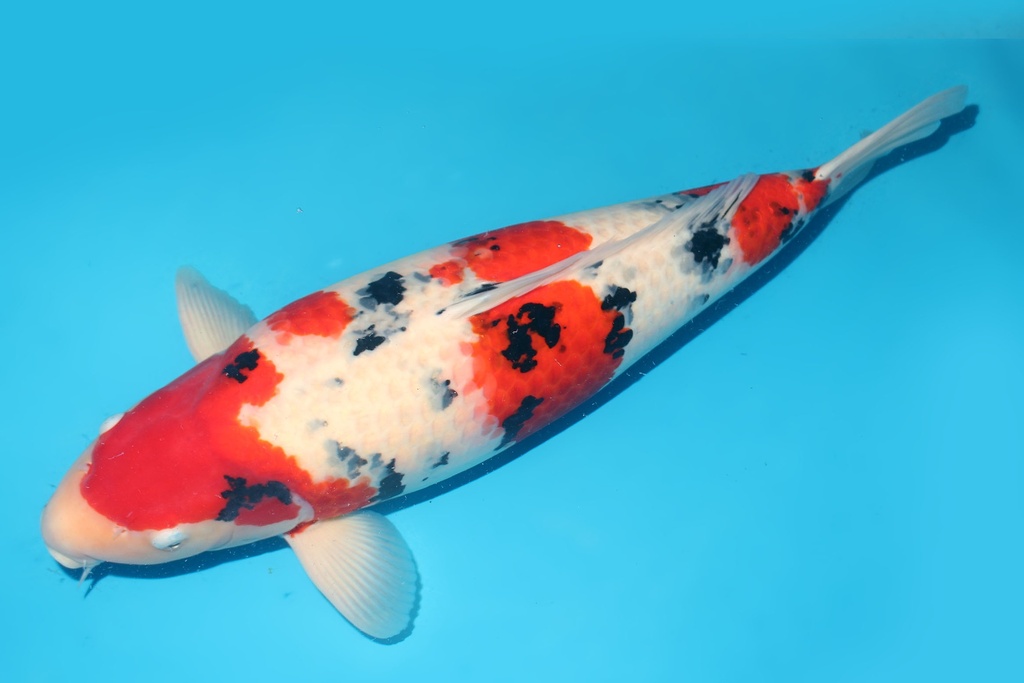 346009 60cm尾形大正三才母鱼G6c5000 23.11尾形即卖会 IMG_5734 -2.JPG