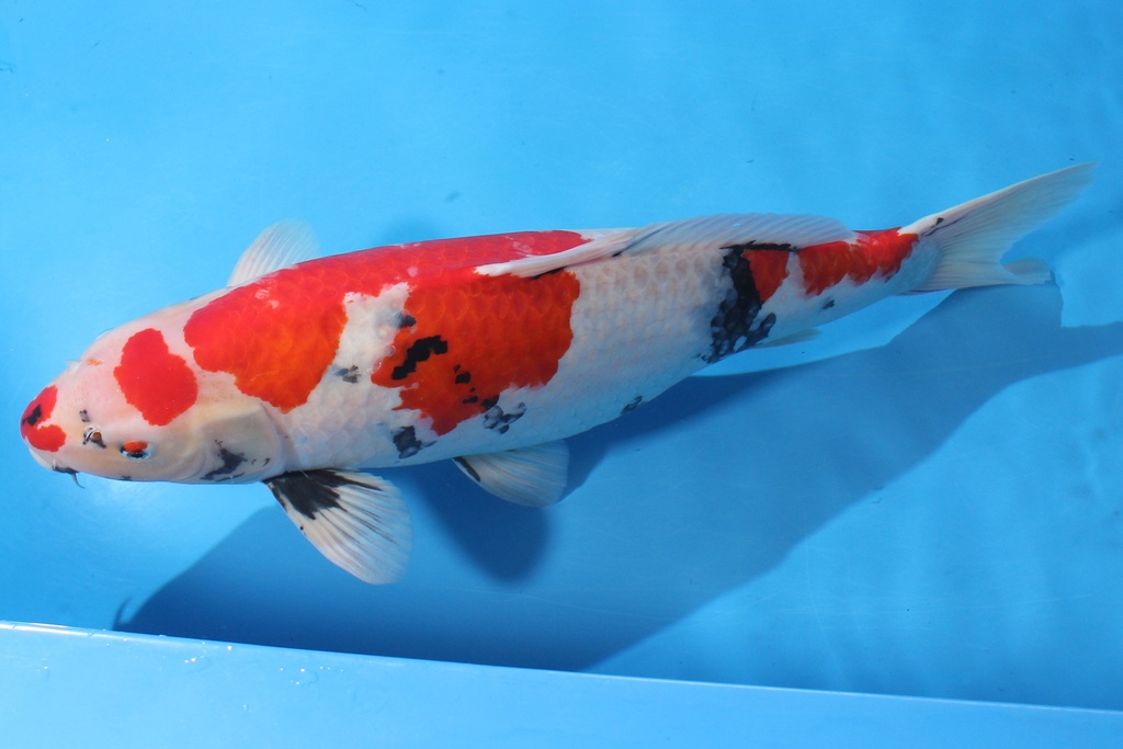 346010 75cm 大日产 四才 雌性 C5500 H2-2.JPG