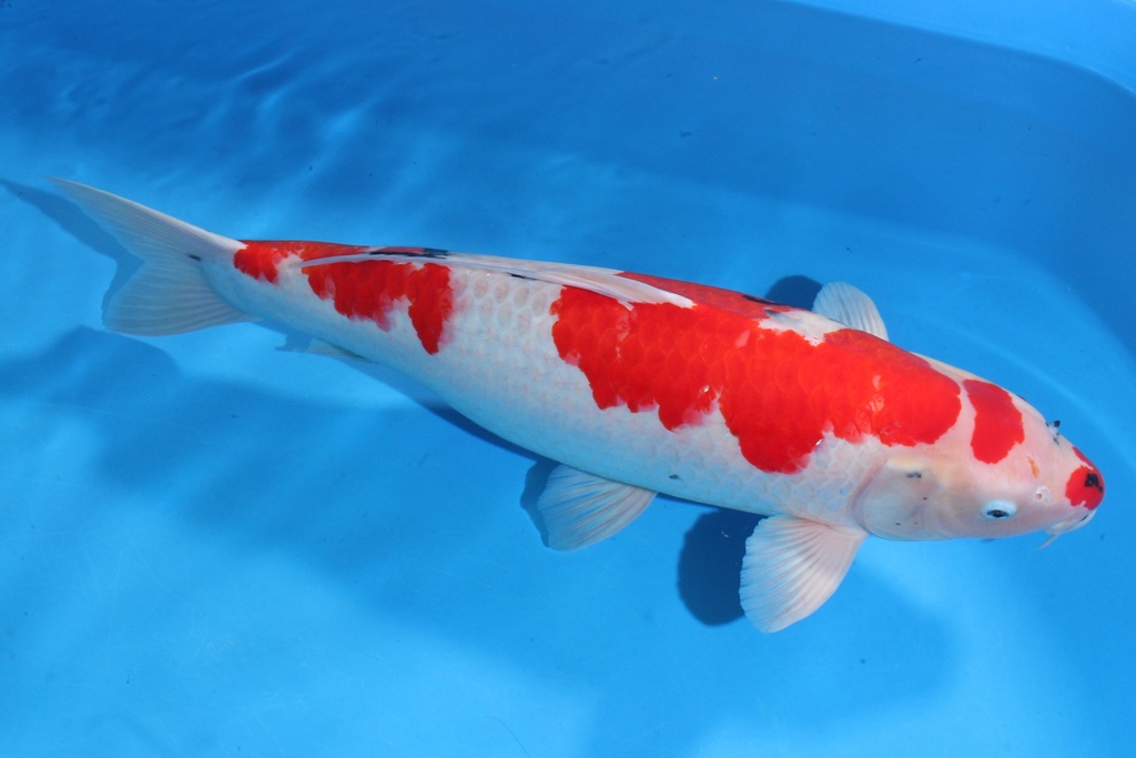 346010 75cm 大日产 四才 雌性 C5500 H2-1.JPG