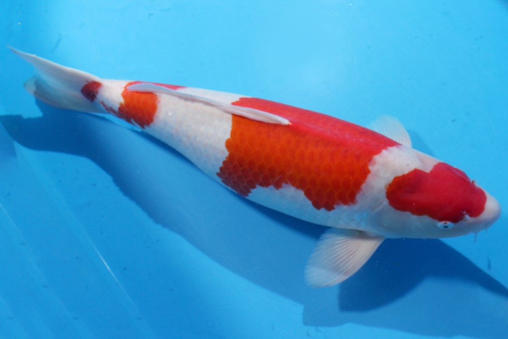 346011 72cm 桃太郎产 三才 雌性 C2000 H1-1.JPG