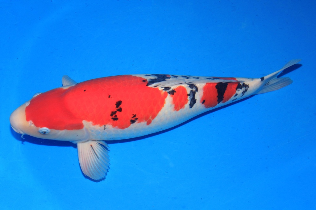 346014 68cm 丸堂产 四才 雌性 C5500 H8-1.JPG