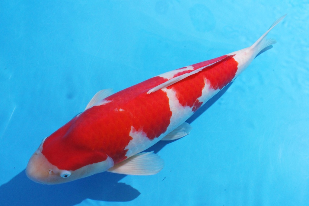 346016 66cm 桃太郎产 三才 C5500 G5有疤-2.JPG