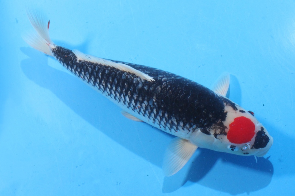 346018 50cm 菅野产 二才 雌性 C5000 C2-2.JPG