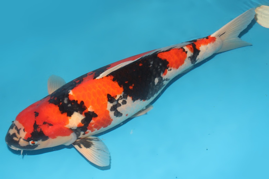 346020 69cm大日昭和三才母鱼G5 c3000 IMG_5881 -2.JPG