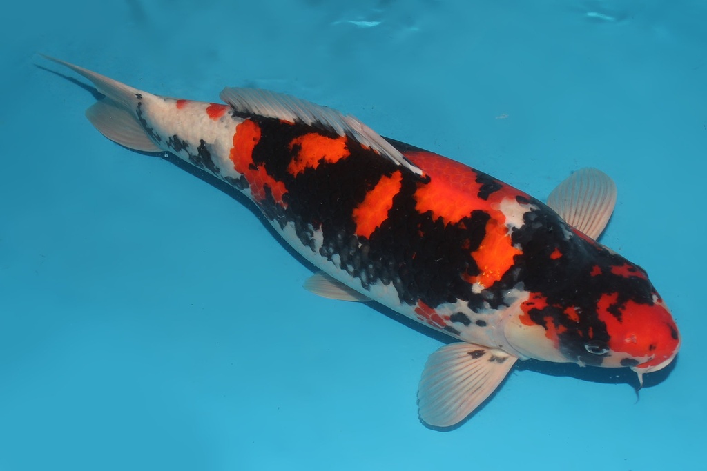 346025 64cm大日昭和三才母鱼G5c2000 IMG_5901-2.JPG