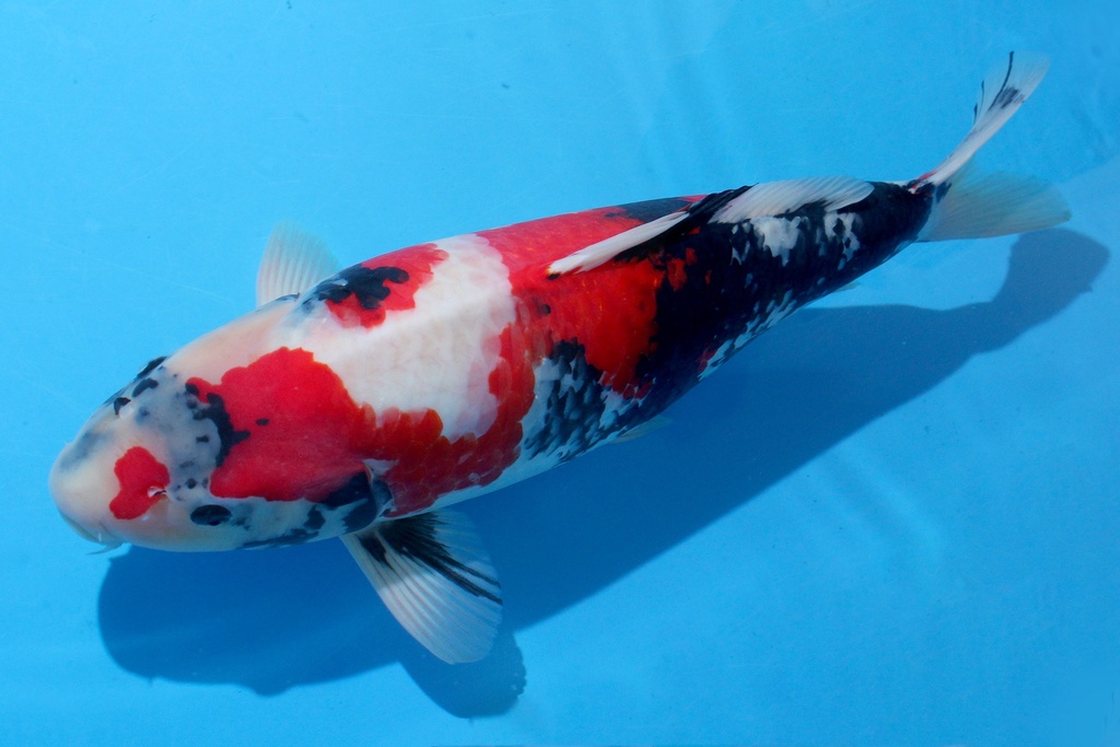 346026 62cm 关口产 三才 雌性 C2500 B10-1.JPG