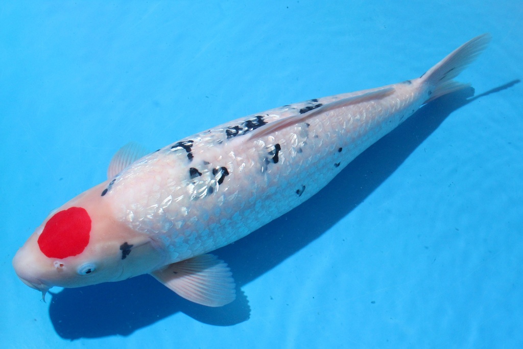 346027 62cm 别府产 四才 雌性 C2500 B10-2.JPG