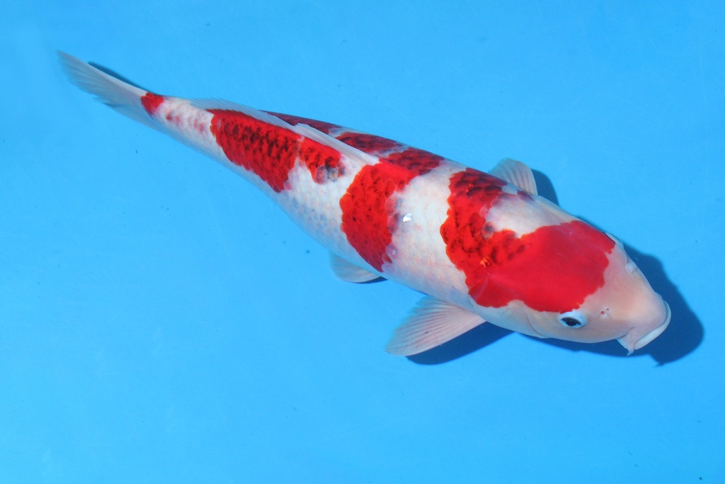 346029 56cm 细海产  三才 雌性 C1500 B10-2.JPG