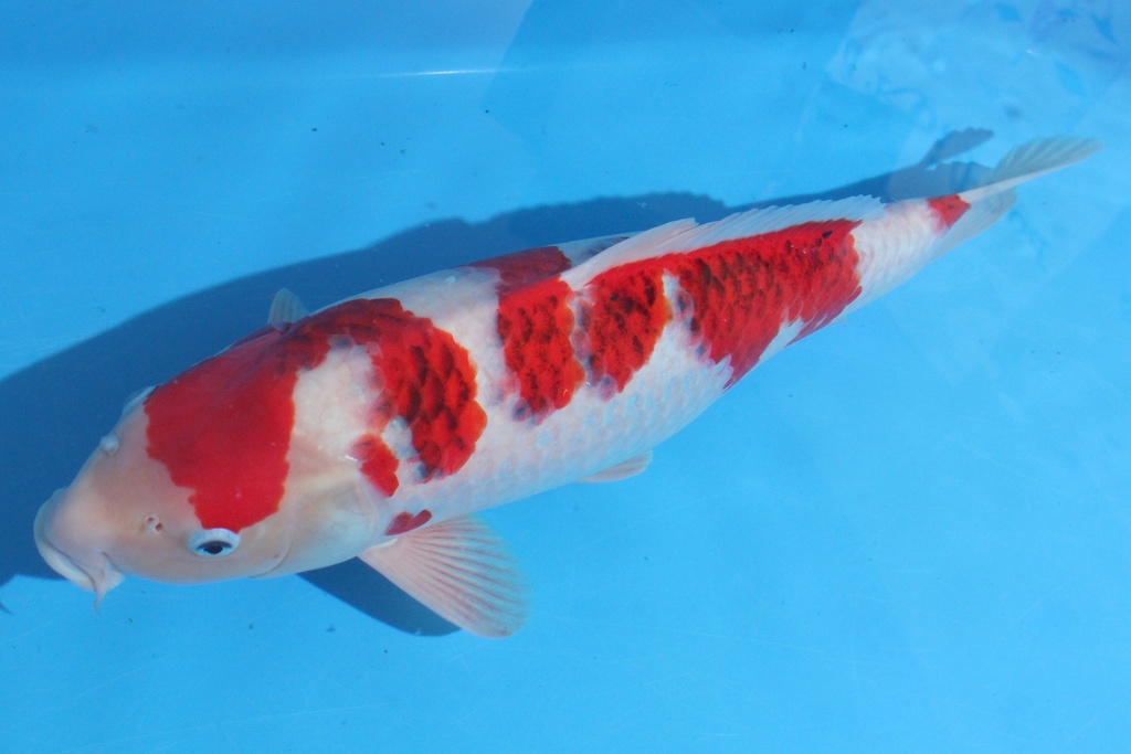 346029 56cm 细海产  三才 雌性 C1500 B10-1.JPG