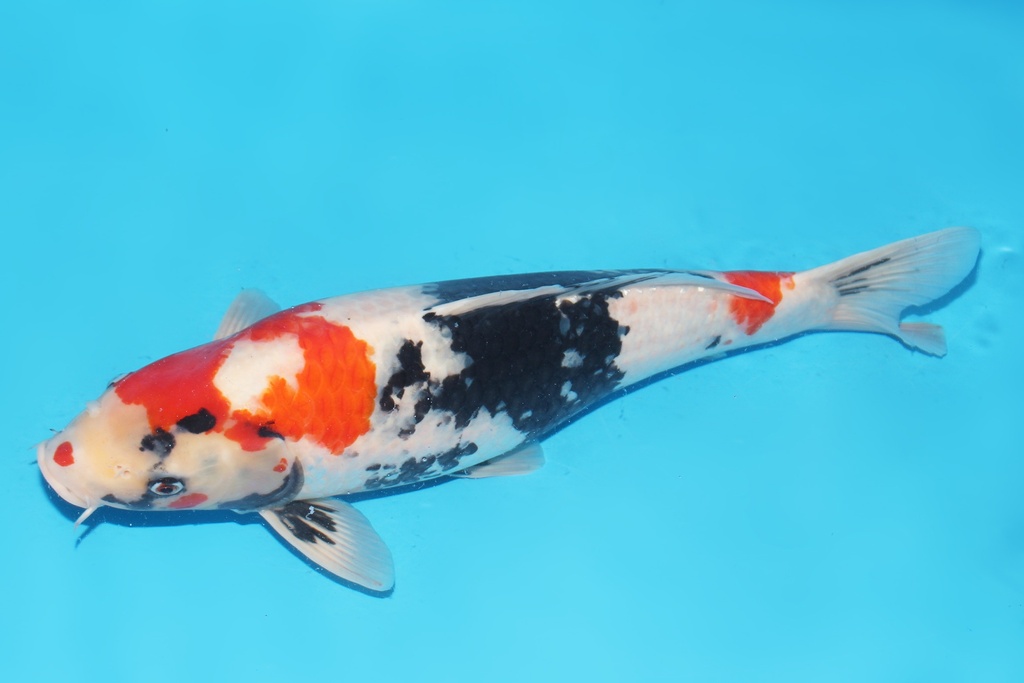 346033 52cm伊佐昭和三才母鱼C2   c2500 有原装证书 IMG_6386-2.JPG