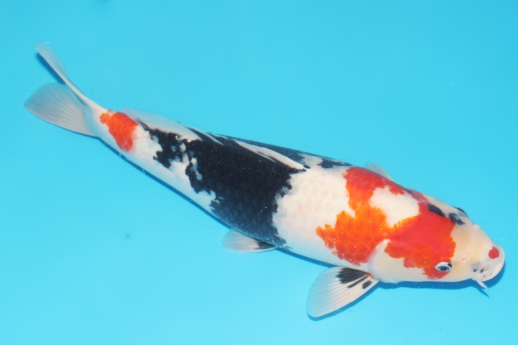 346033 52cm伊佐昭和三才母鱼C2   c2500 有原装证书 IMG_6386-1.JPG